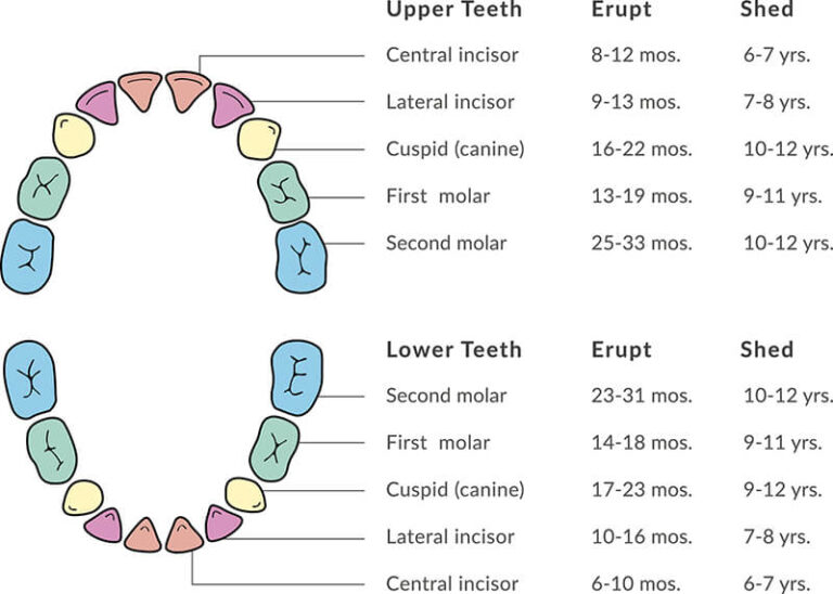 What Every Parent Needs to Know About Their Child’s Teeth | Hamburg ...