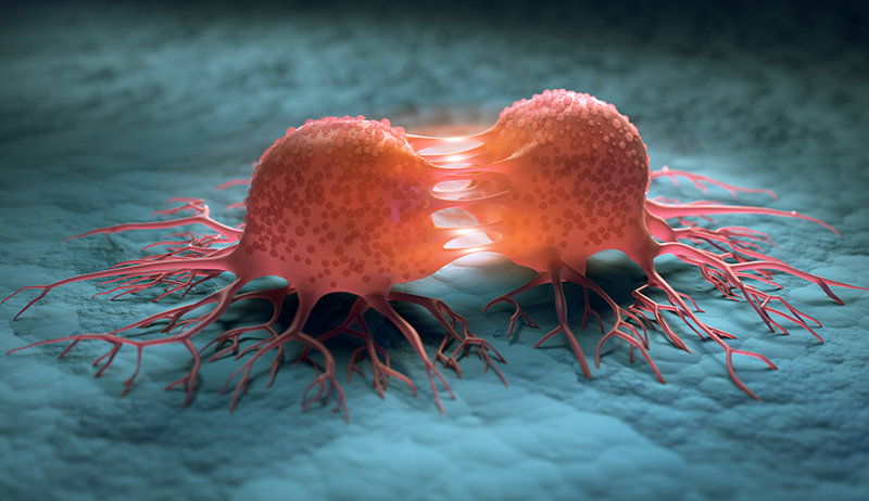 Cancer Cell Dividing