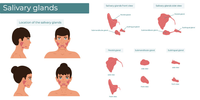 Benefits of Saliva for Dental and General Health