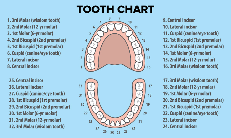 A tooth chart naming all types and placement of human teeth